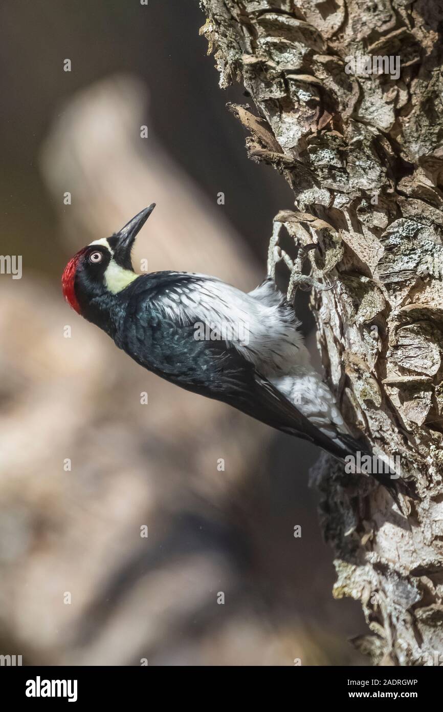 Acorn Woodpecker, Melanerpes formicivorus, male in Potishwa Campground in the foothills of Sequoia National Park, California, USA Stock Photo