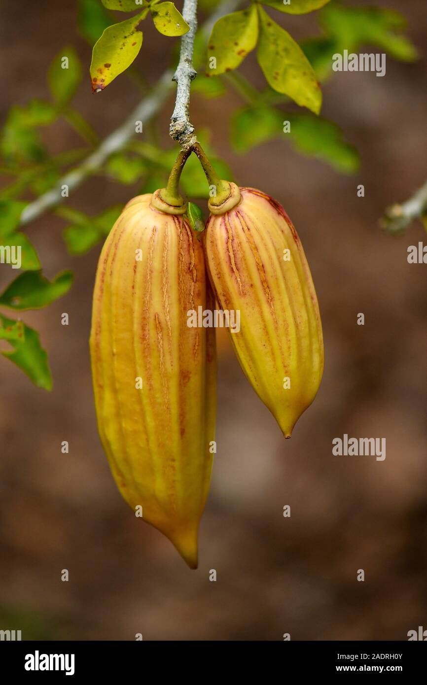 Parmentiera cereifera, Candle tree fruit, the fleshy fruit is edible Stock Photo Alamy