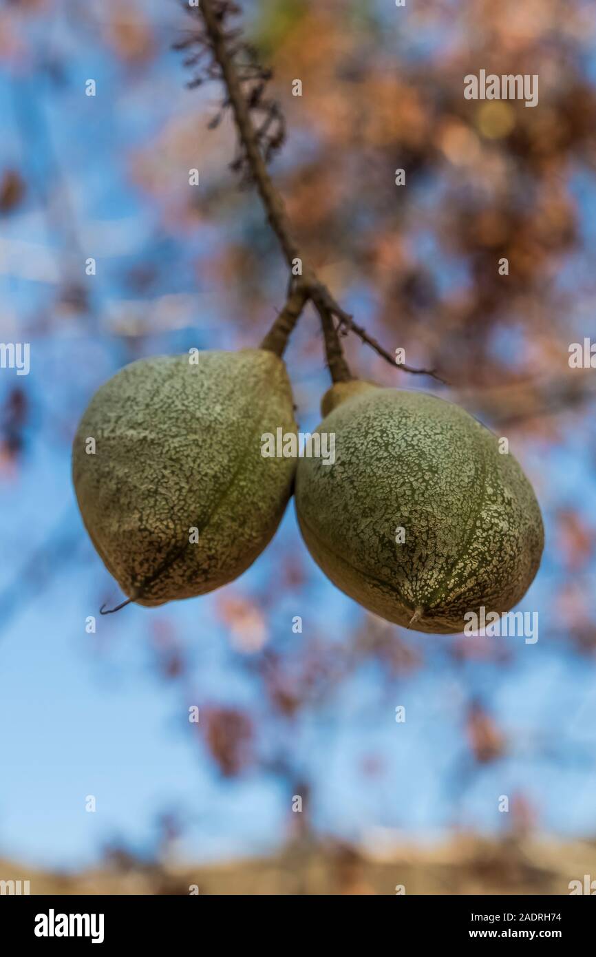 California Buckeye, Aesculus californica, tree with hanging fruits in Potishwa Campground in the foothills of Sequoia National Park, California, USA Stock Photo