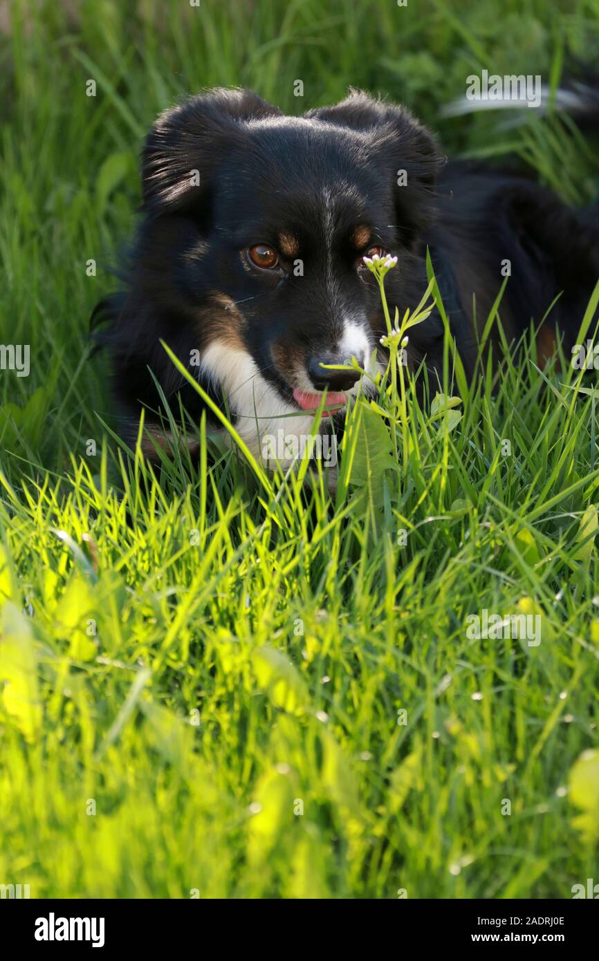 australian shepard dog relaxing in green grass Stock Photo