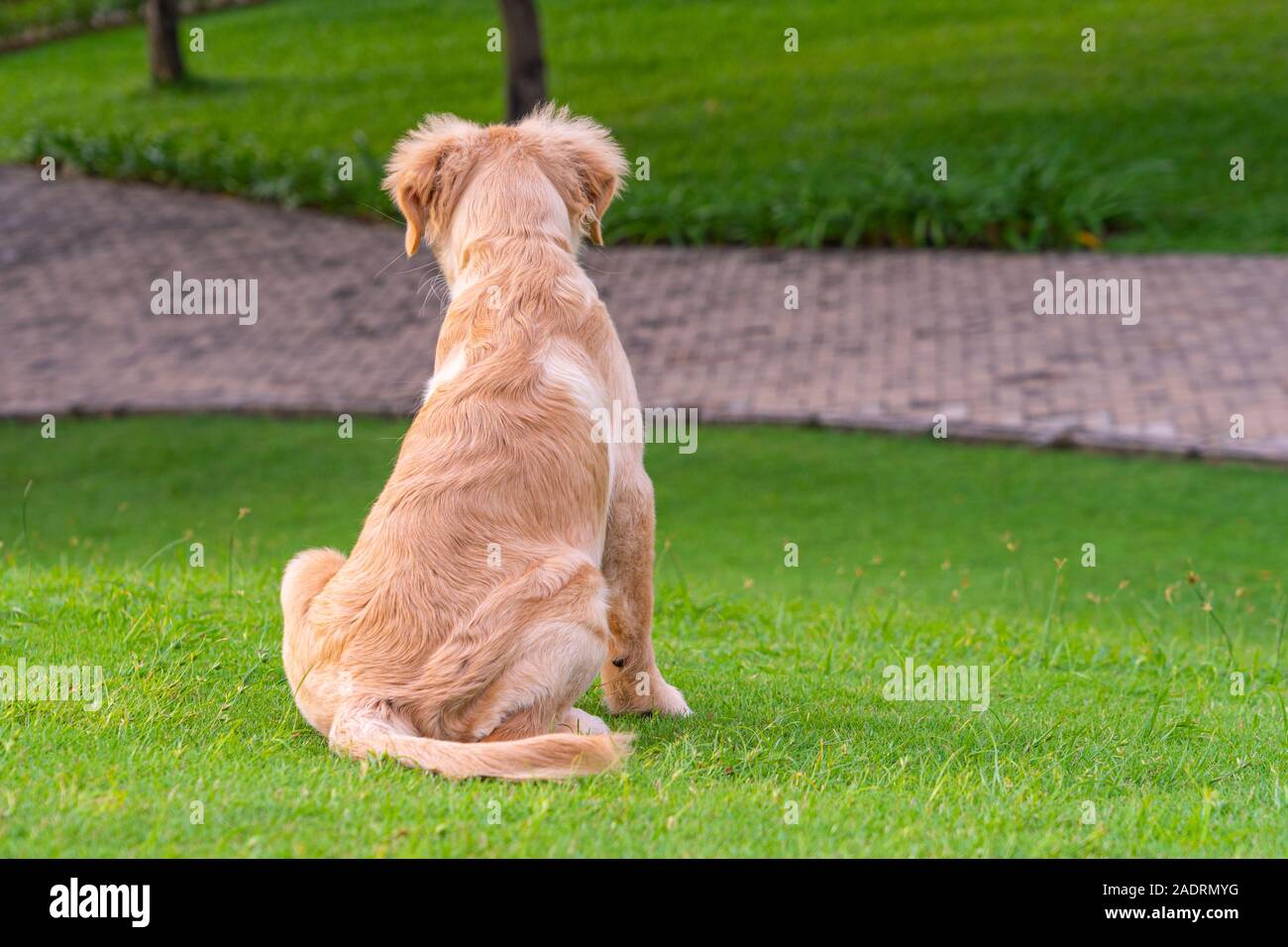 Little golden retriever dog sitting on green grass Stock Photo - Alamy