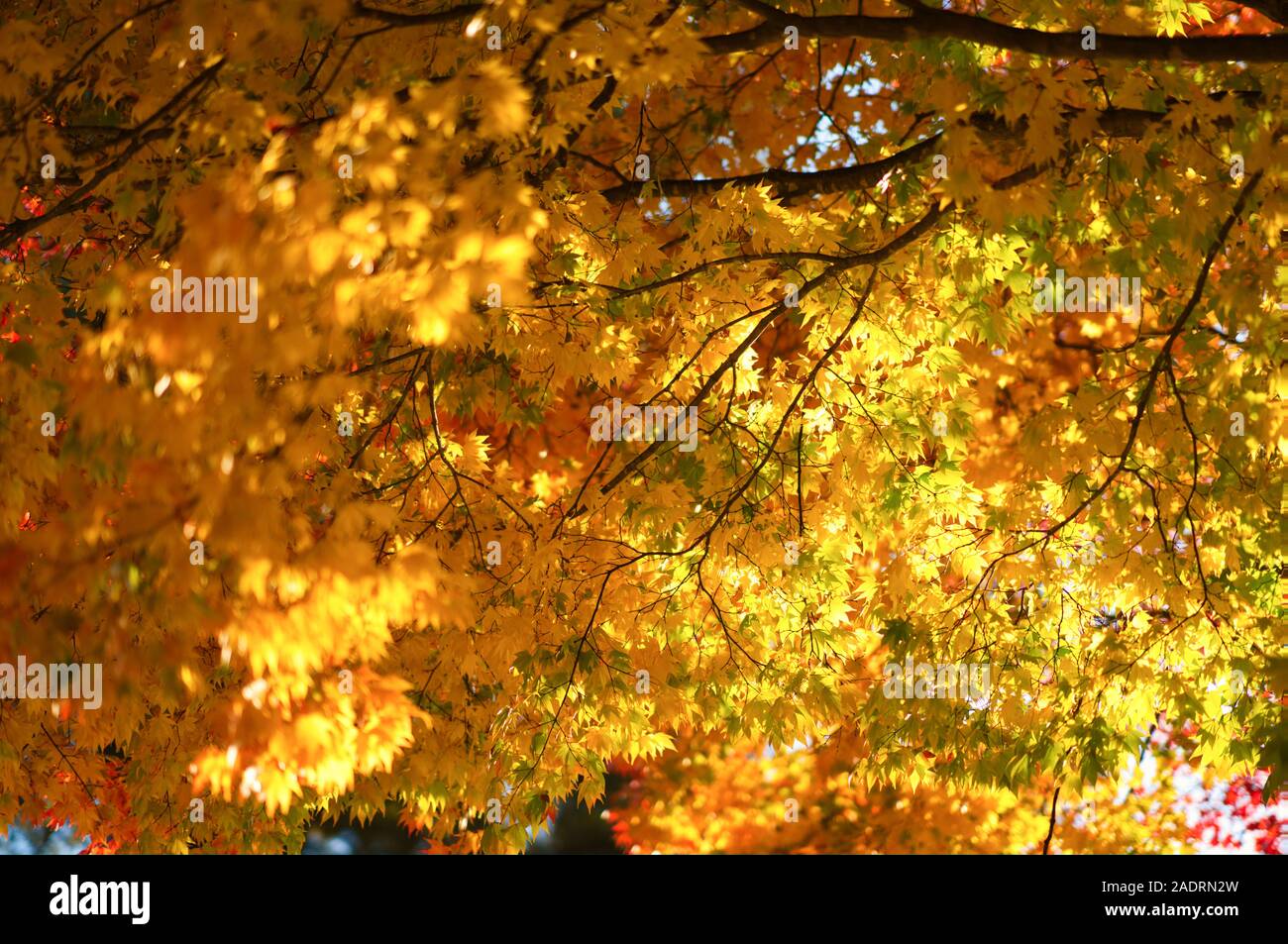 Japanese Fall Foliage Stock Photo - Alamy