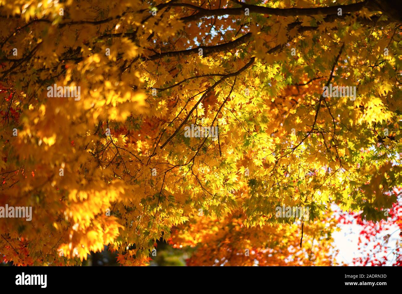 Japanese Fall Foliage Stock Photo - Alamy