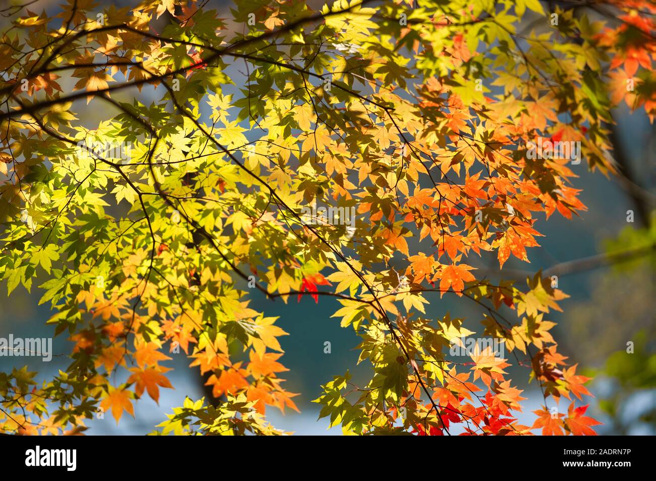 Japanese Fall Foliage Stock Photo - Alamy