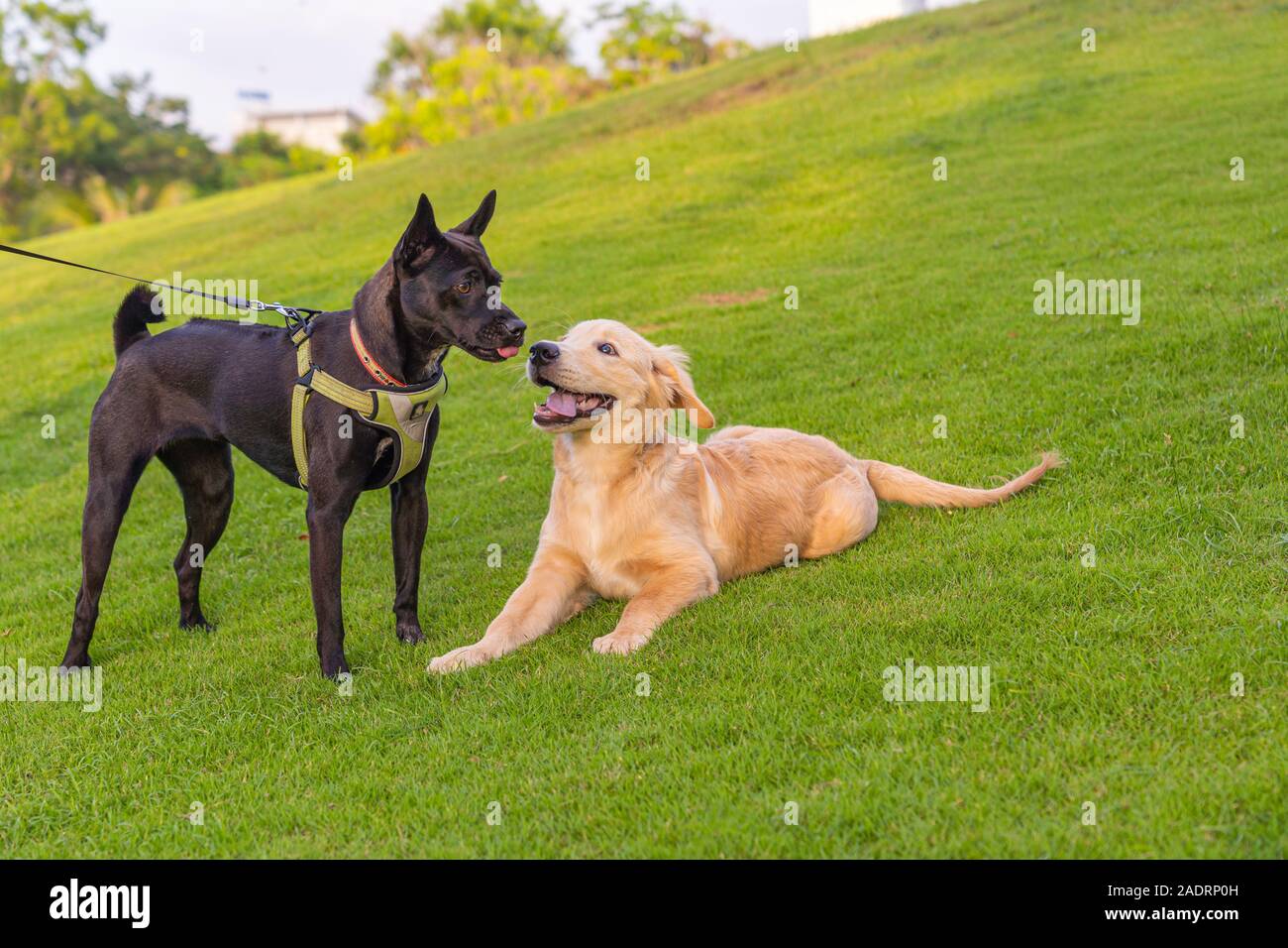 Black ridgeback and golden retriever puppy playing at the park Stock ...