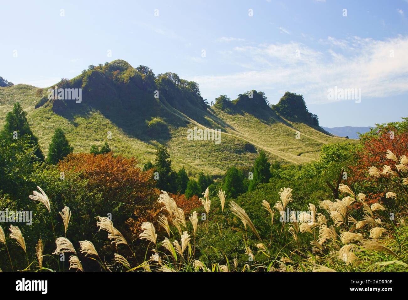 贈り物 Rakuda hi-res stock photography and images - Alamy テーブル・チェア・ハンモック