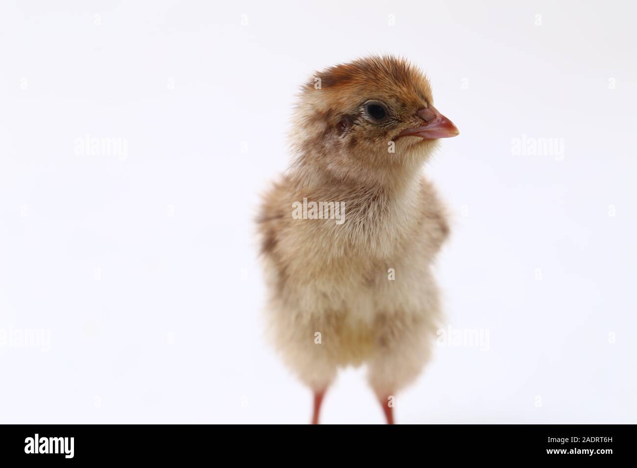 baby chick common quail isolated on white background Stock Photo Alamy