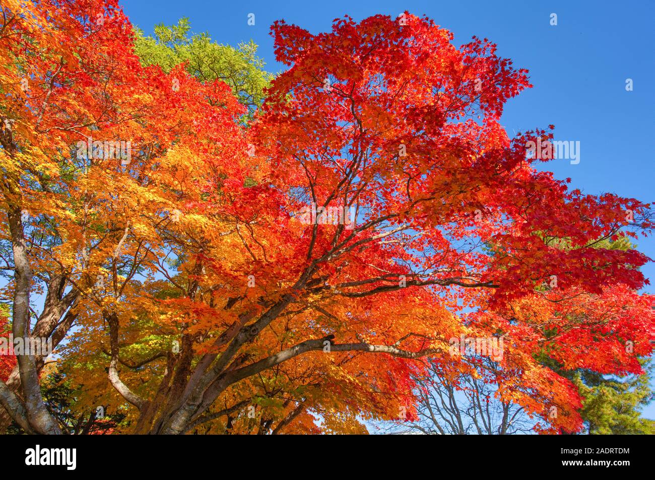 Japanese Fall Foliage Stock Photo Alamy