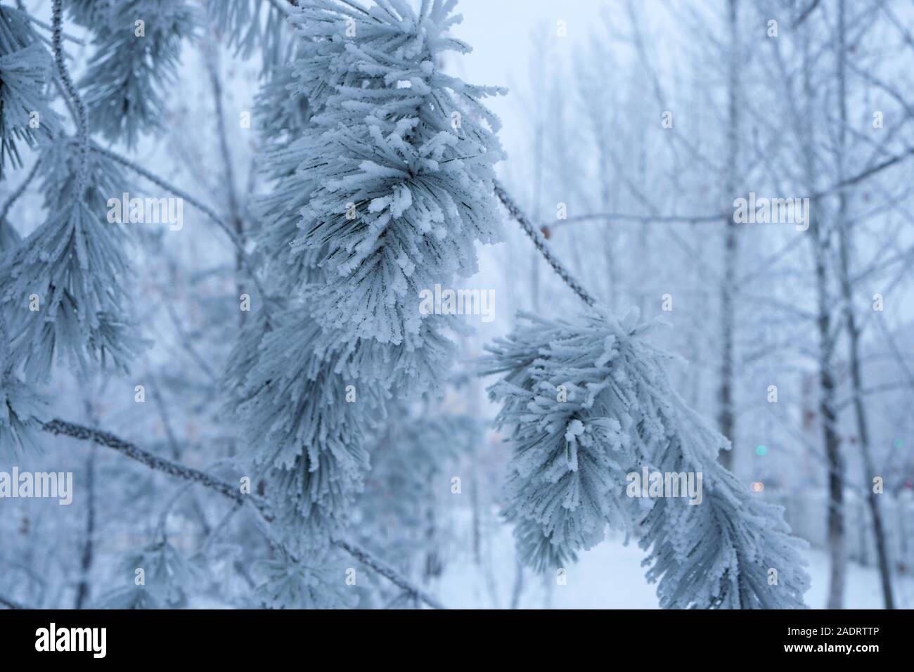 Pine needles covered with soft white snow hi-res stock photography and ...