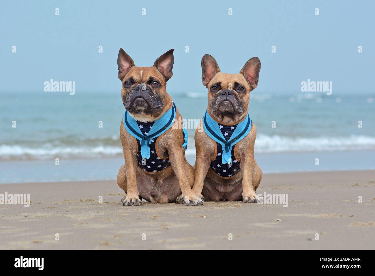 Matching dog collars for two dogs Clearance