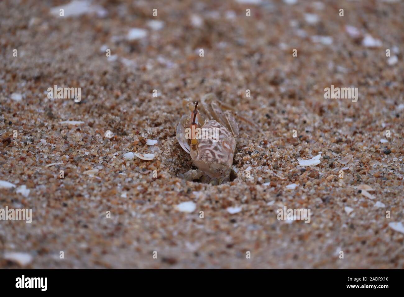 Ghost crab on beach.Crab sand beach close up. Cute crab on sand beach ...