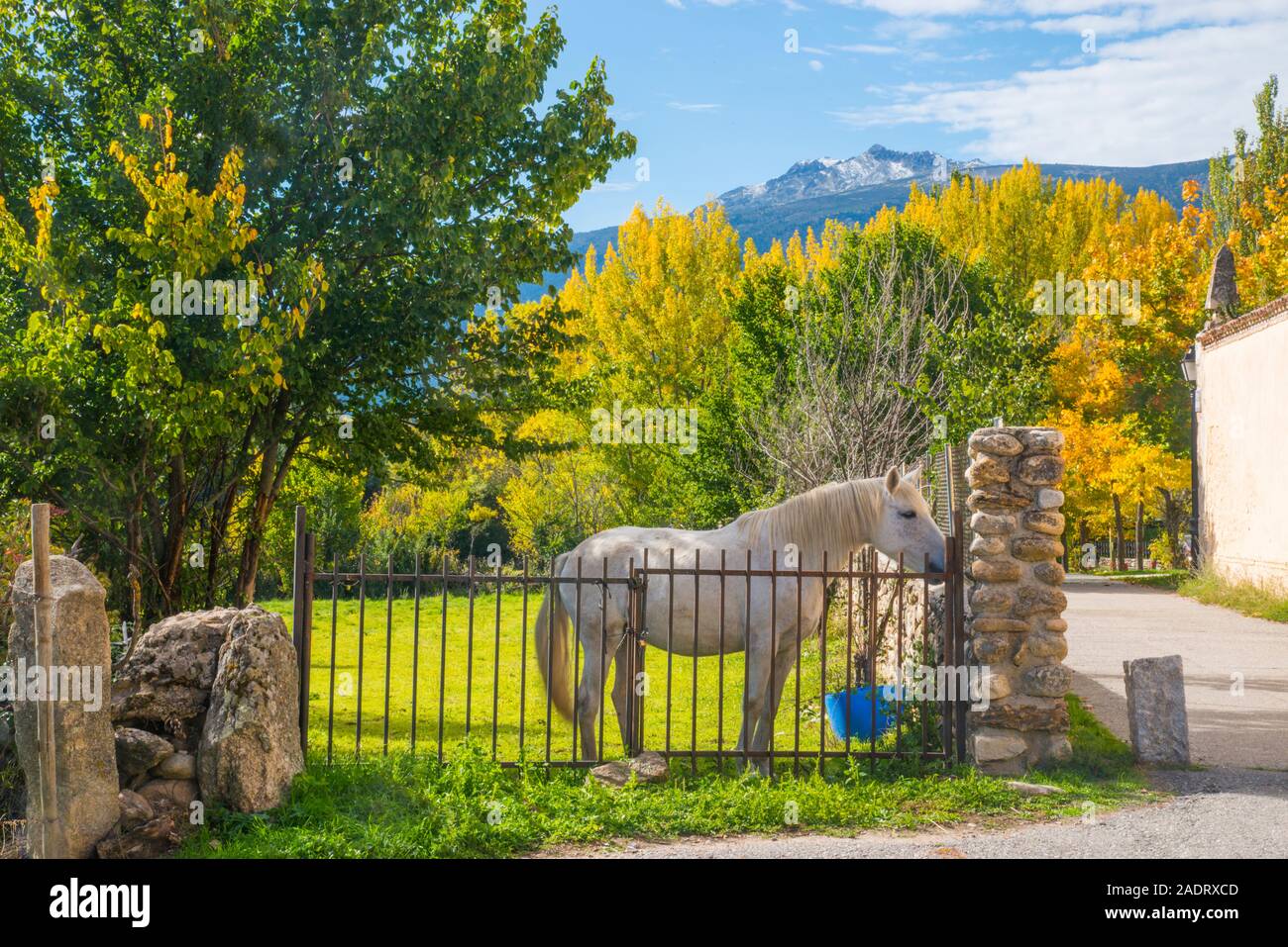 Horse and Autumn landscape. Rascafria, Madrid province, Spain. Stock Photo