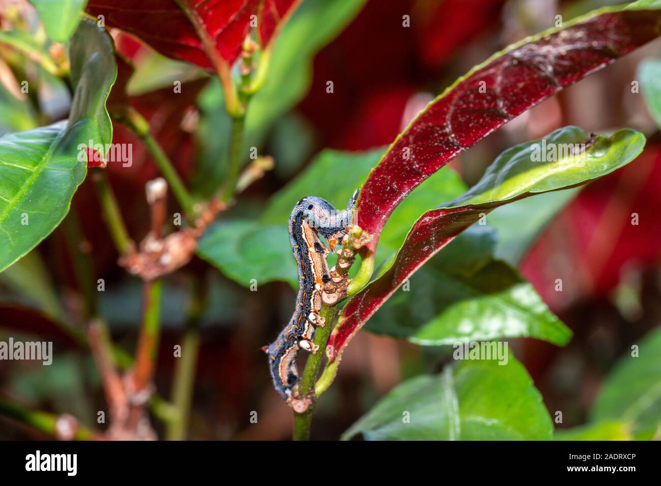 Caterpillar munching on green leaves, crawling along branches and twigs