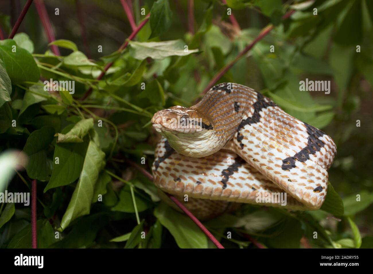 Boiga cynodon, commonly known as the dog-toothed cat snake Stock Photo