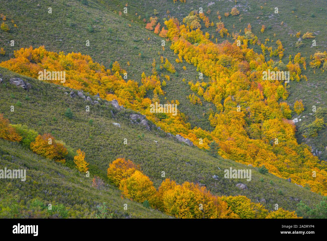 La Pedrosa beech forest in Autumn. Riofrio de Riaza, Segovia province, Castilla Leon, Spain. Stock Photo