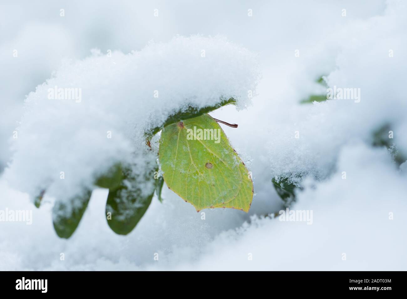 Brimstone in it's remarkable winter hibernation in a forest, Finland. Stock Photo
