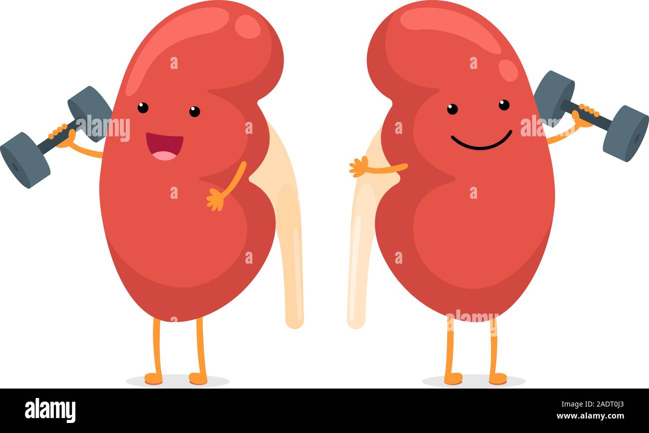 Cute cartoon smiling healthy kidney character with dumbbells. Human anatomy genitourinary system internal organ giving advice to keep active and doing fit sports vector illustration Stock Vector