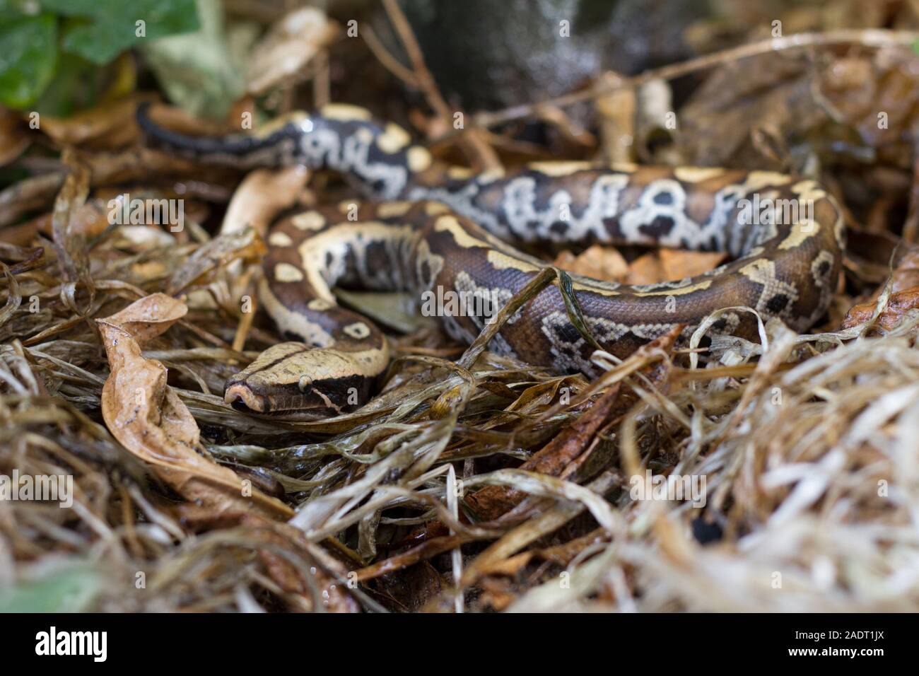 Sumatran Red Blood Python (Python curtis curtis) commonly known as red ...
