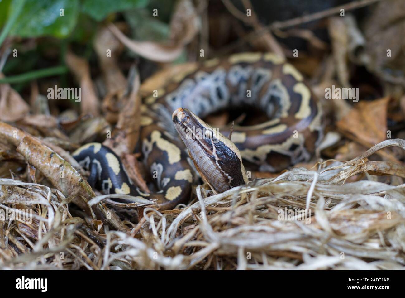 Sumatran Red Blood Python (Python curtis curtis) commonly known as red ...