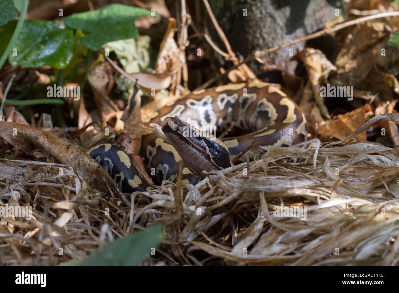 Sumatran Red Blood Python (Python curtis curtis) commonly known as red ...