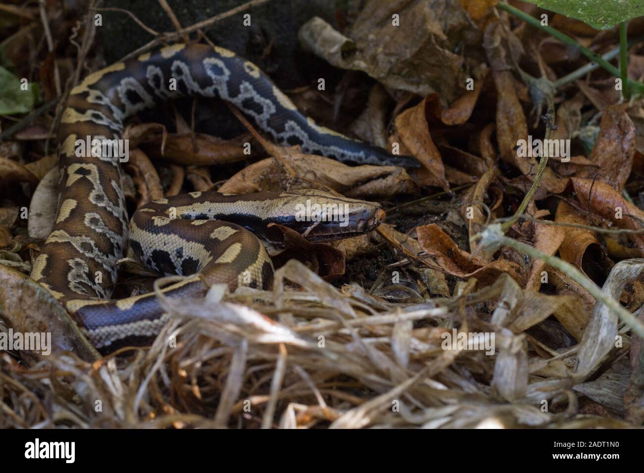 Sumatran Red Blood Python (Python curtis curtis) commonly known as red ...