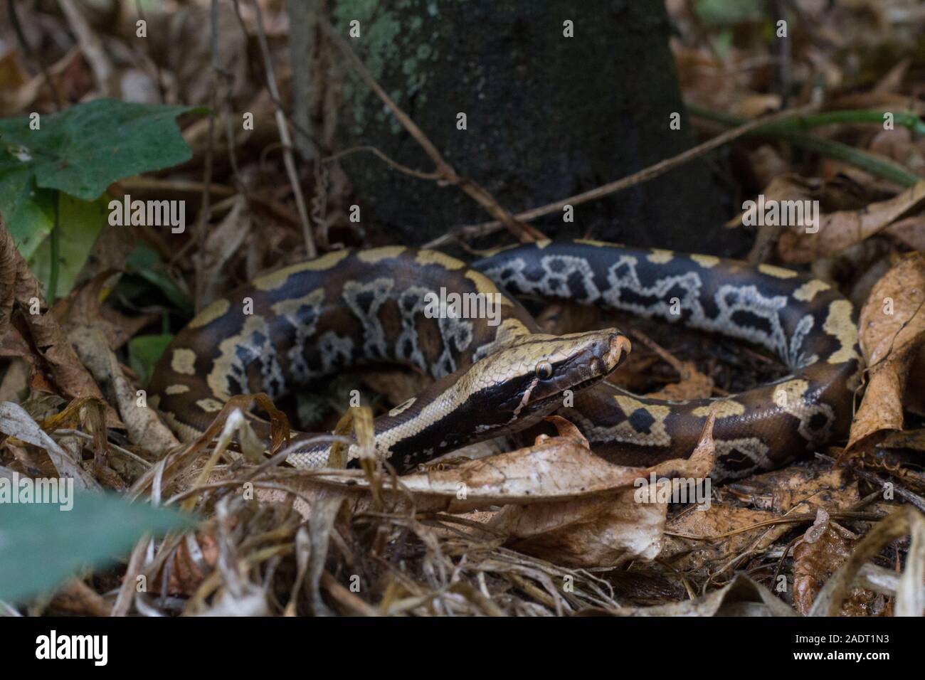 Sumatran Red Blood Python (Python curtis curtis) commonly known as red ...