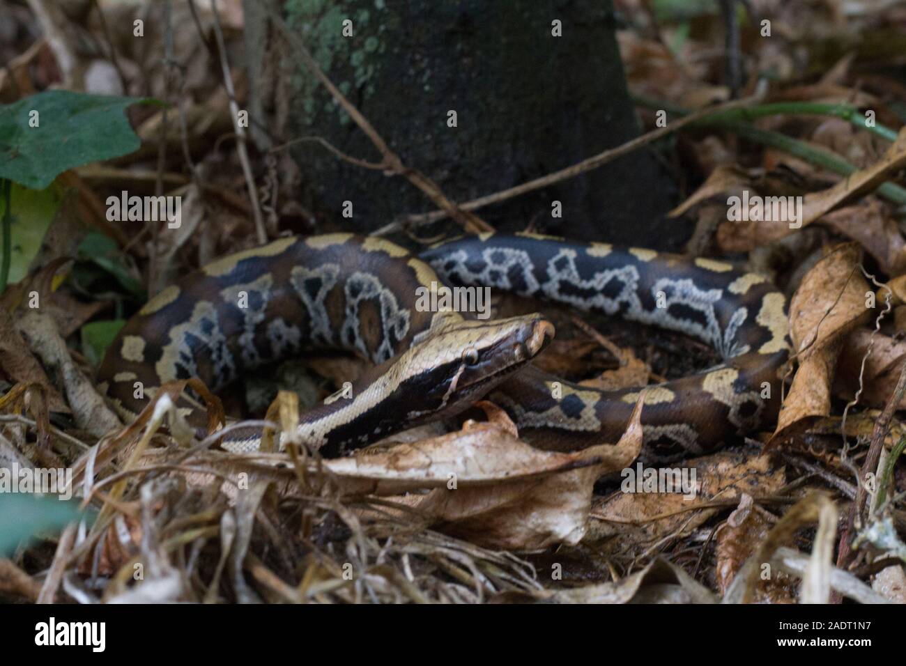 Sumatran Red Blood Python (Python curtis curtis) commonly known as red ...