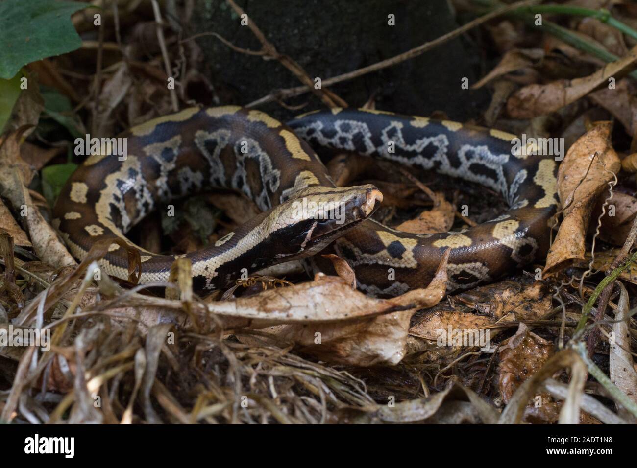 Sumatran Red Blood Python (Python curtis curtis) commonly known as red ...