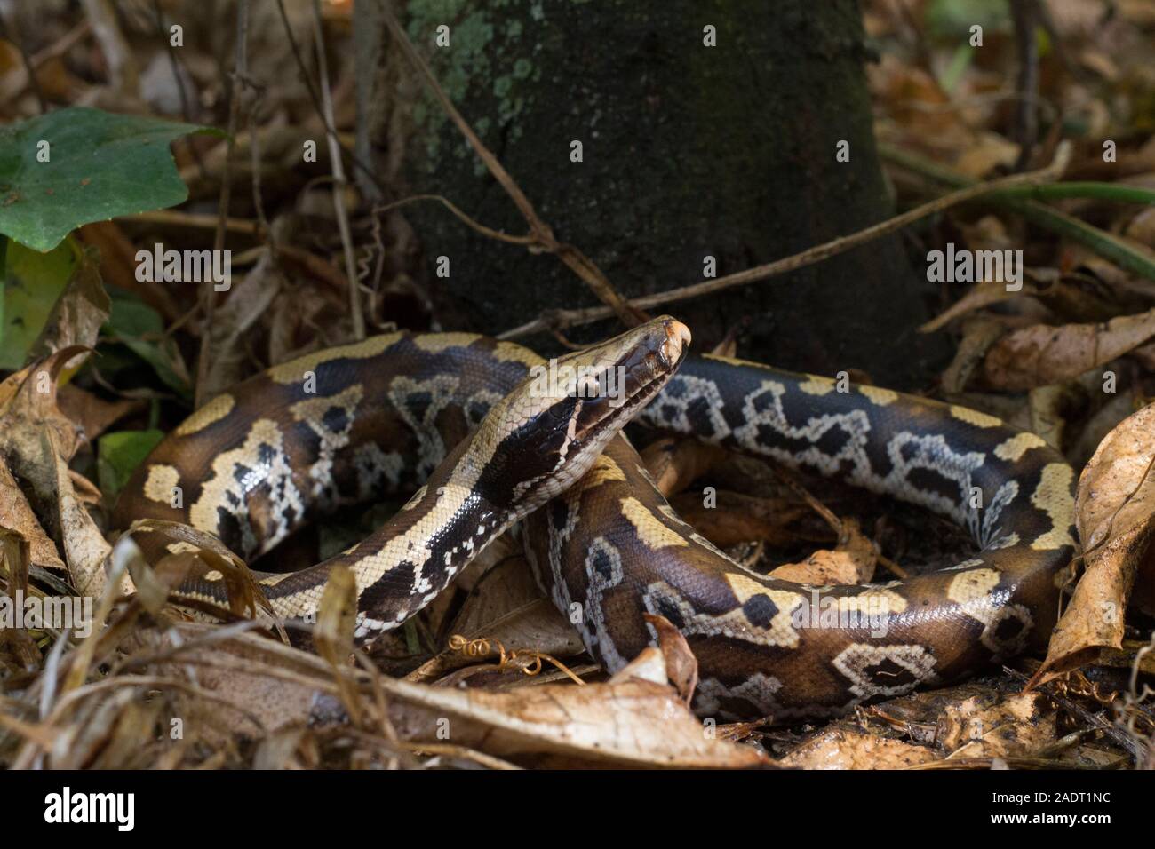 Sumatran Red Blood Python (Python curtis curtis) commonly known as red ...