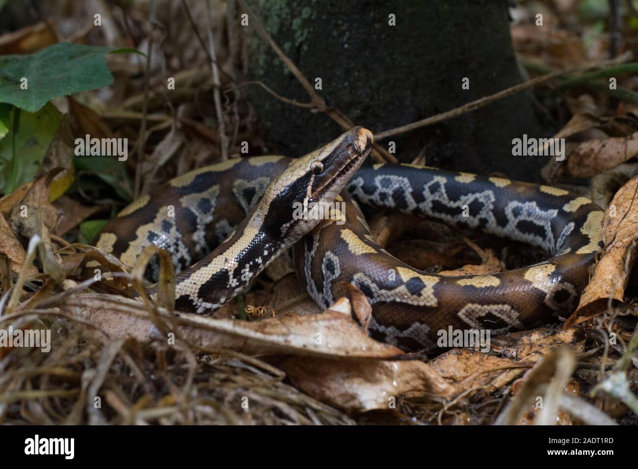 Sumatran Red Blood Python (Python curtis curtis) commonly known as red ...