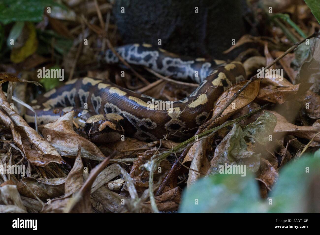 Sumatran Red Blood Python (Python curtis curtis) commonly known as red ...