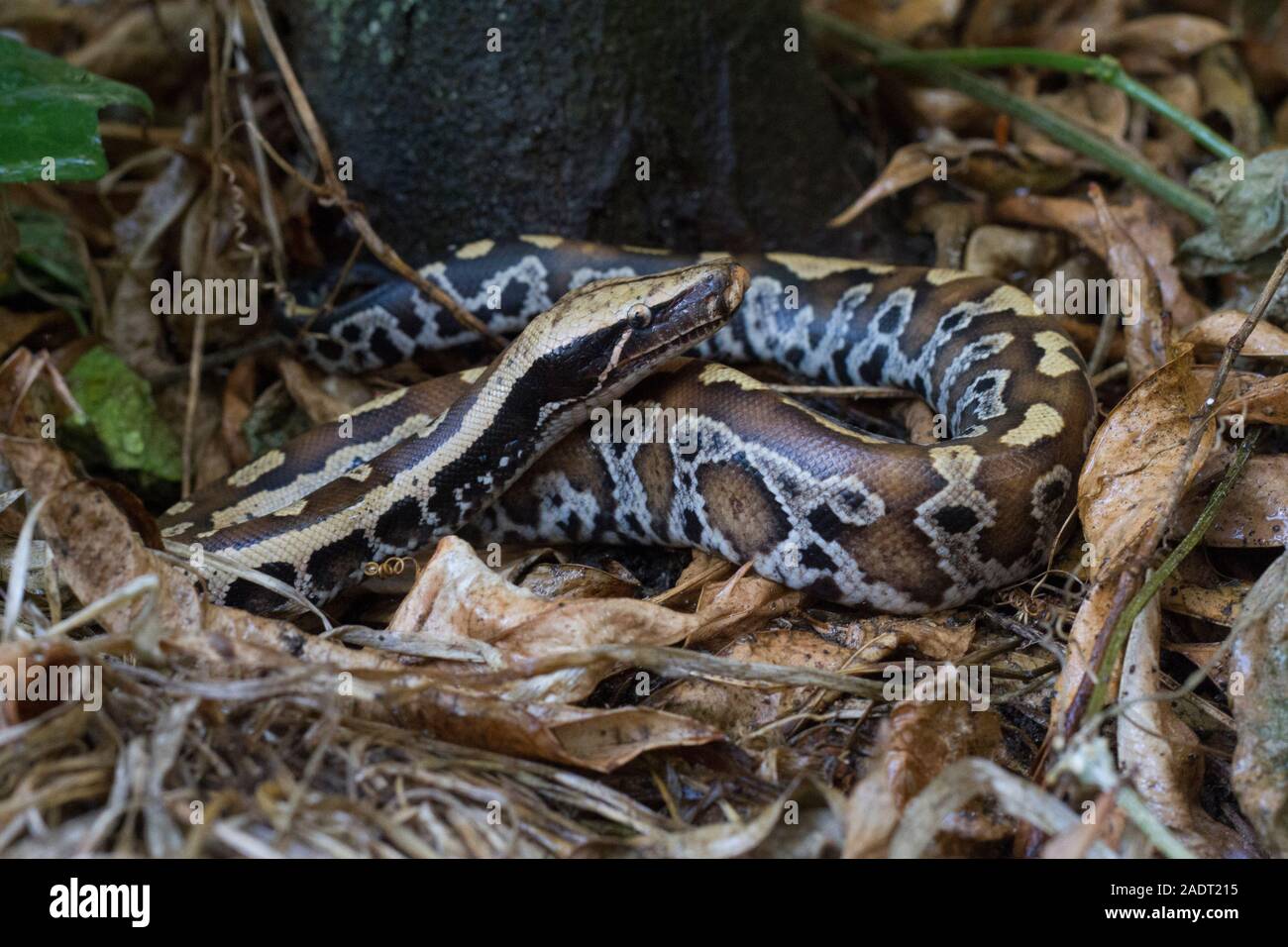 Sumatran Red Blood Python (Python curtis curtis) commonly known as red ...