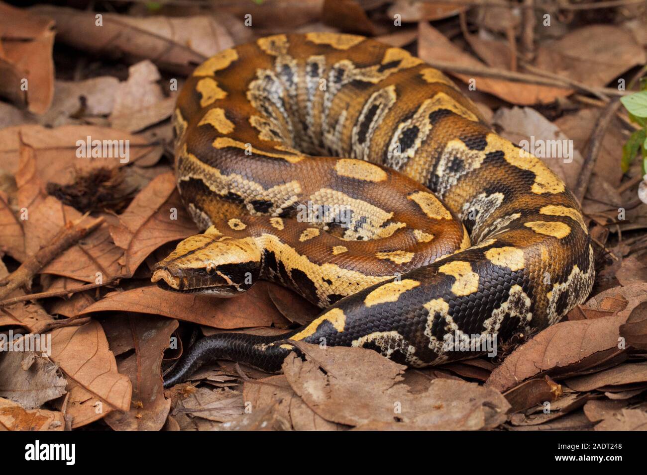 Sumatran blood python / Python brongersmai, commonly known as Brongersma's  short-tailed python, or the red short-tailed python, a nonvenomous snake  Stock Photo - Alamy