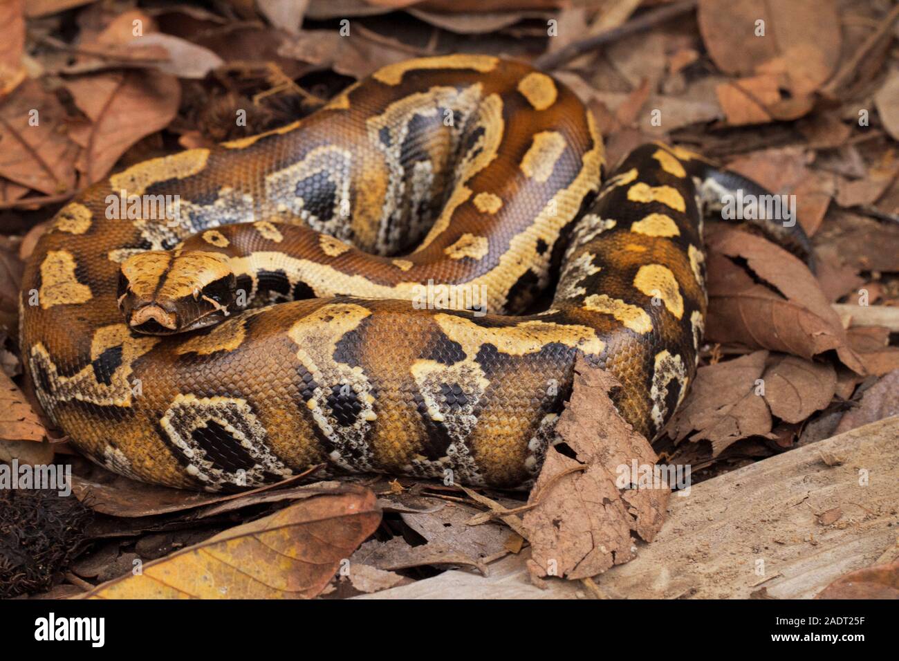 Sumatran blood python / Python brongersmai, commonly known as ...