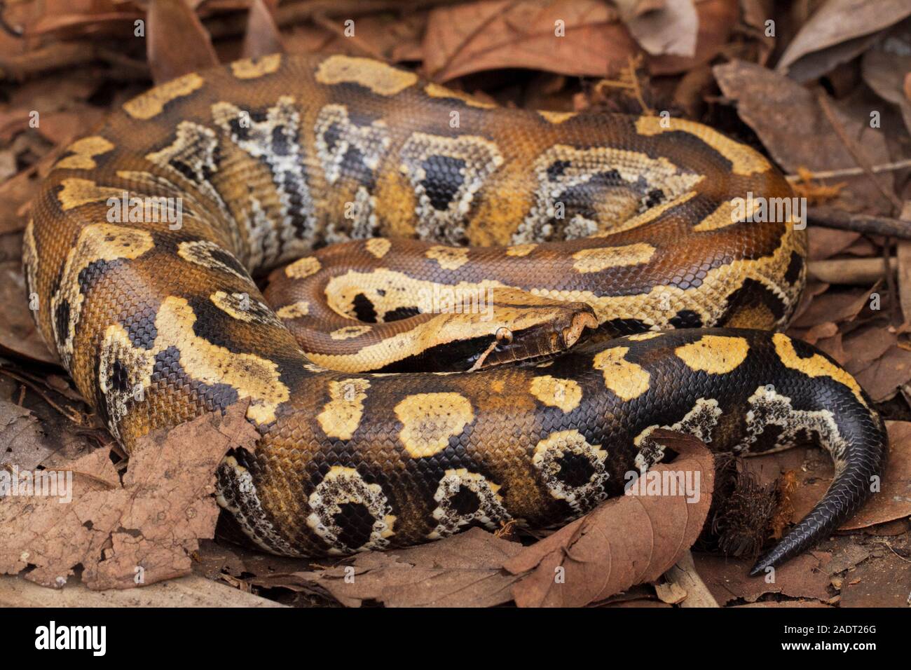 Sumatran blood python / Python brongersmai, commonly known as ...