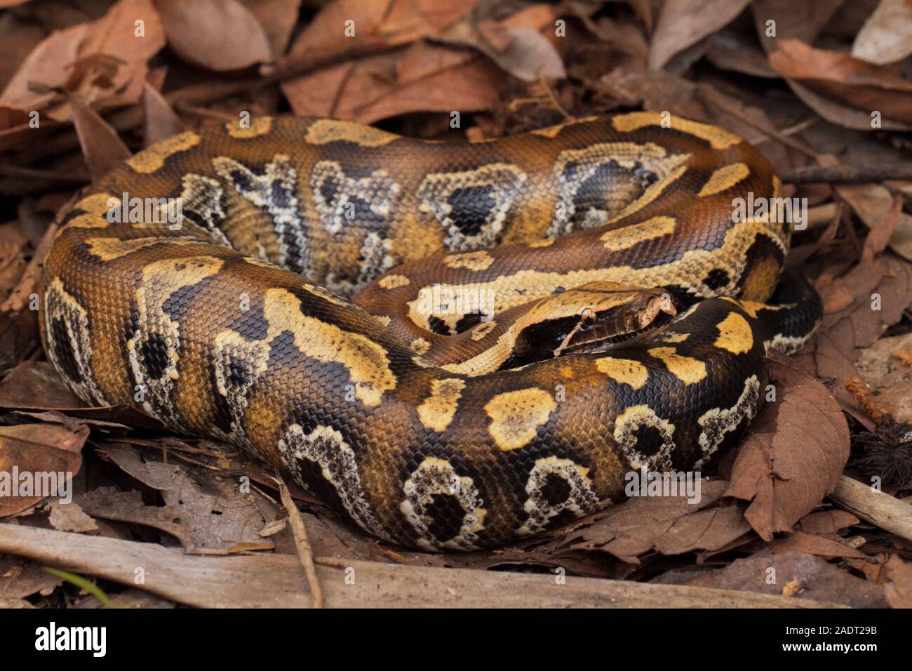 Sumatran blood python / Python brongersmai, commonly known as ...