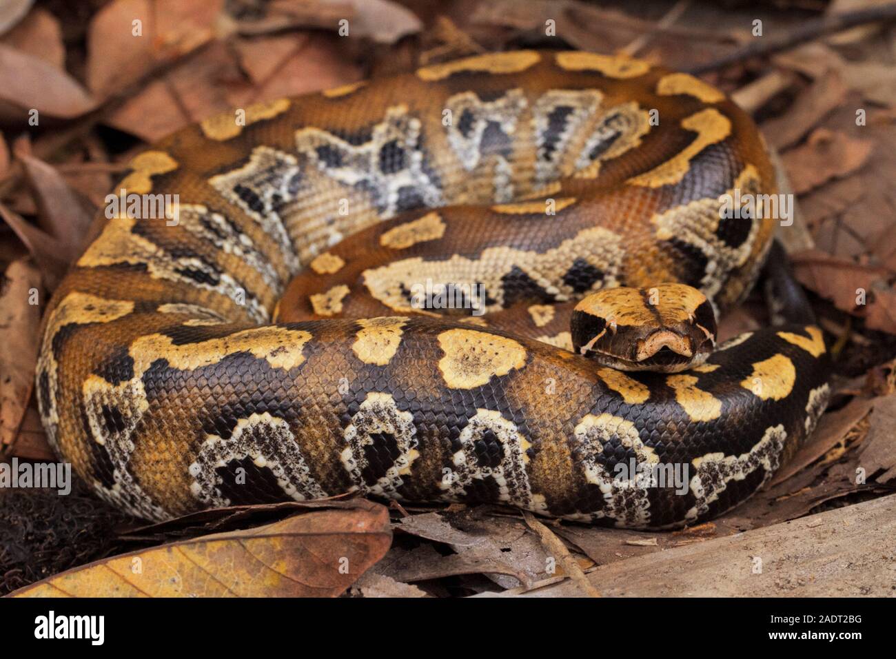 Sumatran blood python / Python brongersmai, commonly known as ...