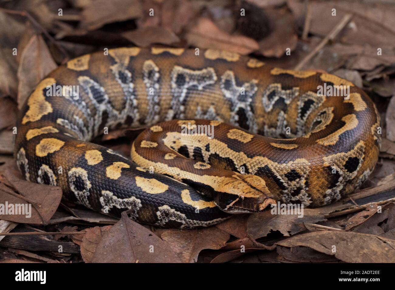 Sumatran short tailed python hi-res stock photography and images - Alamy