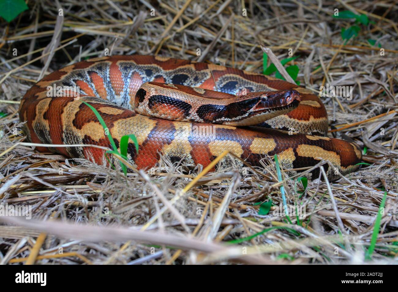Close up Sumatran Red Blood Python / Python curtus brongersmai Stock ...