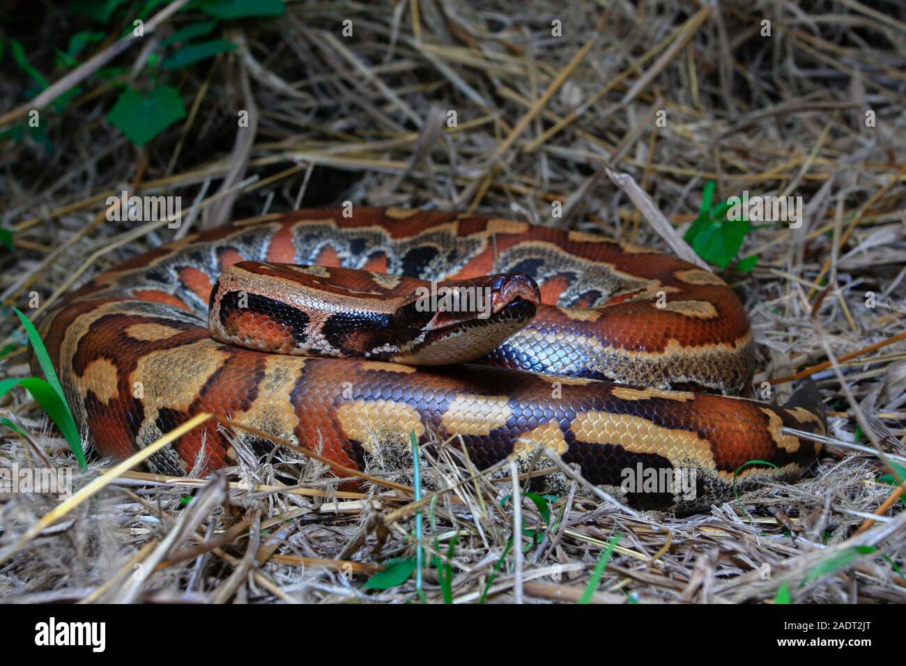 Close up Sumatran Red Blood Python / Python curtus brongersmai Stock ...