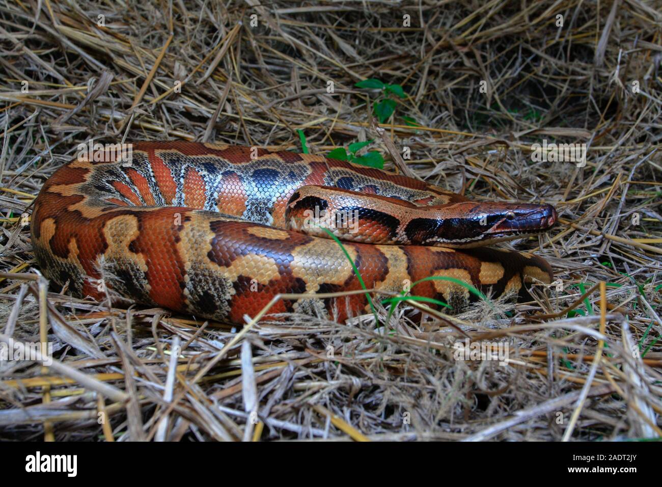 Close up Sumatran Red Blood Python / Python curtus brongersmai Stock ...