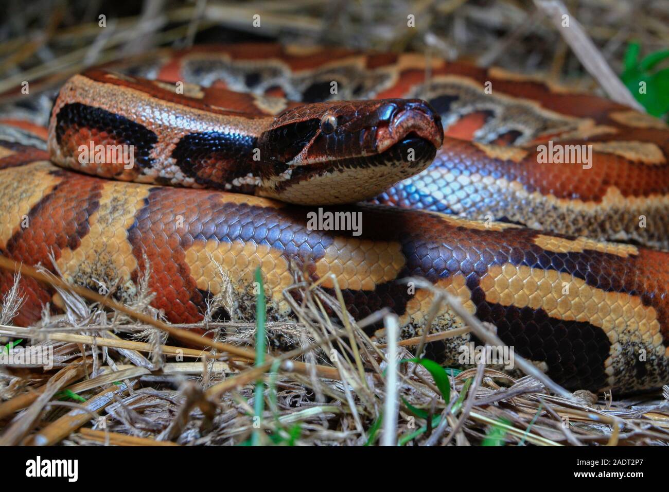Close up Sumatran Red Blood Python / Python curtus brongersmai Stock ...