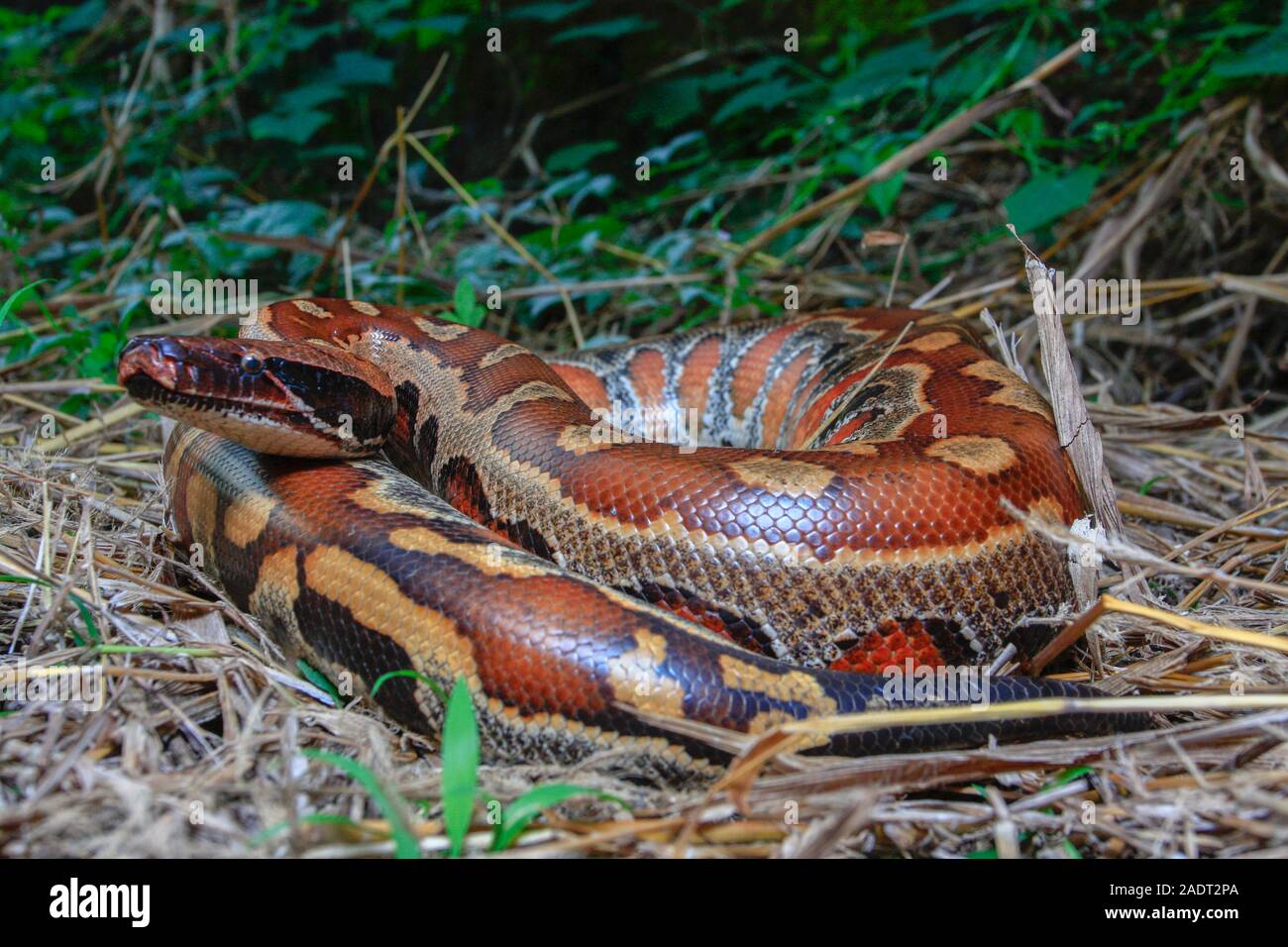Close up Sumatran Red Blood Python / Python curtus brongersmai Stock ...