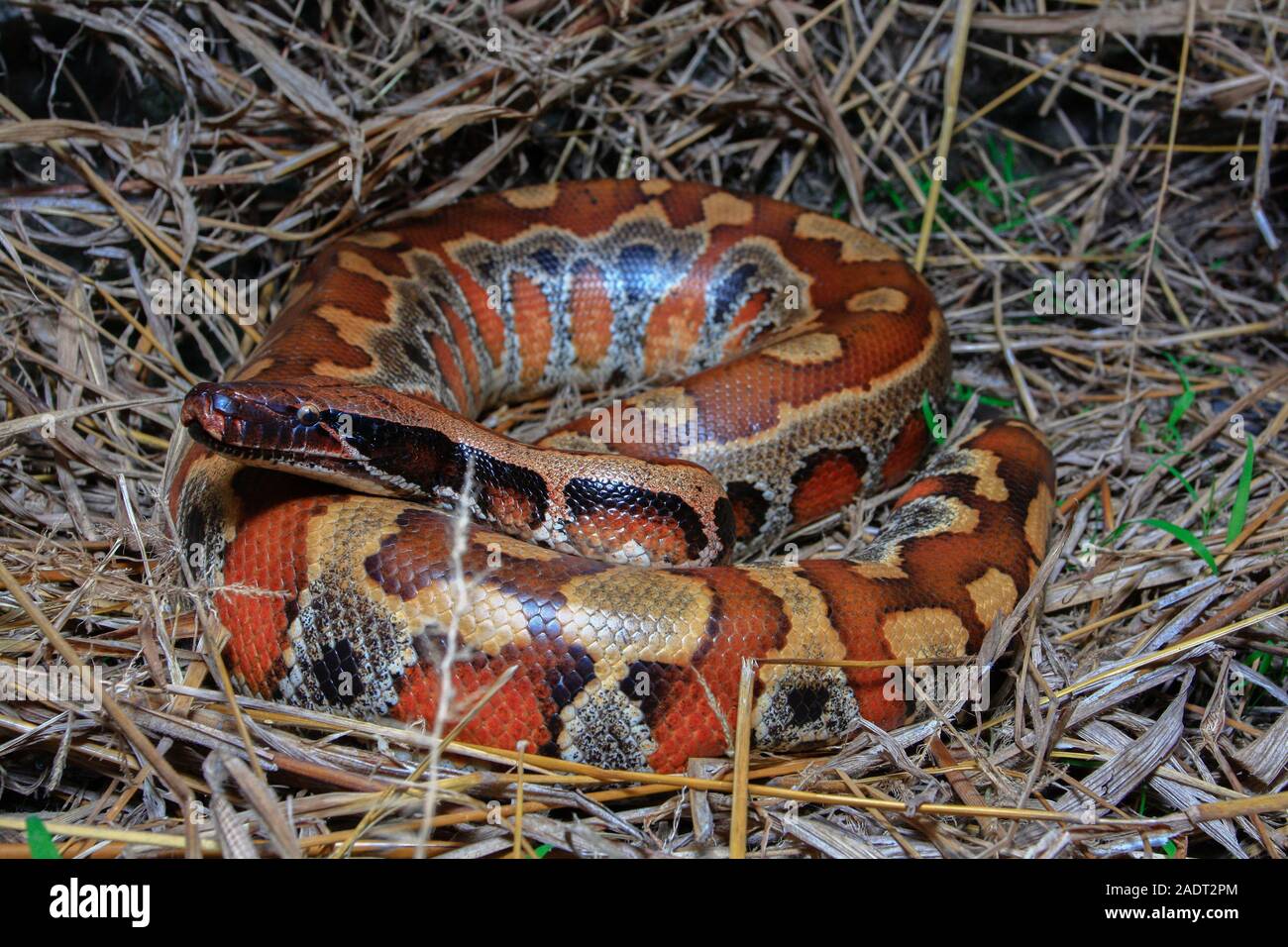 Close up Sumatran Red Blood Python / Python curtus brongersmai Stock ...