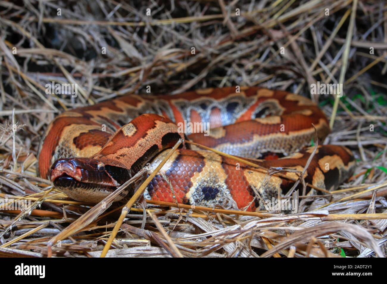 Close up Sumatran Red Blood Python / Python curtus brongersmai Stock ...