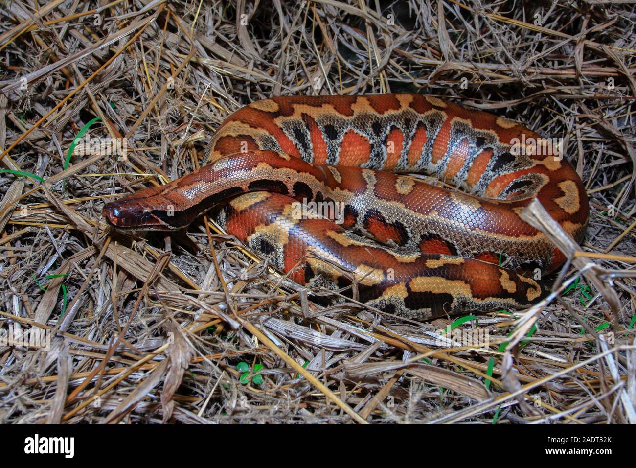 Close up Sumatran Red Blood Python / Python curtus brongersmai Stock ...