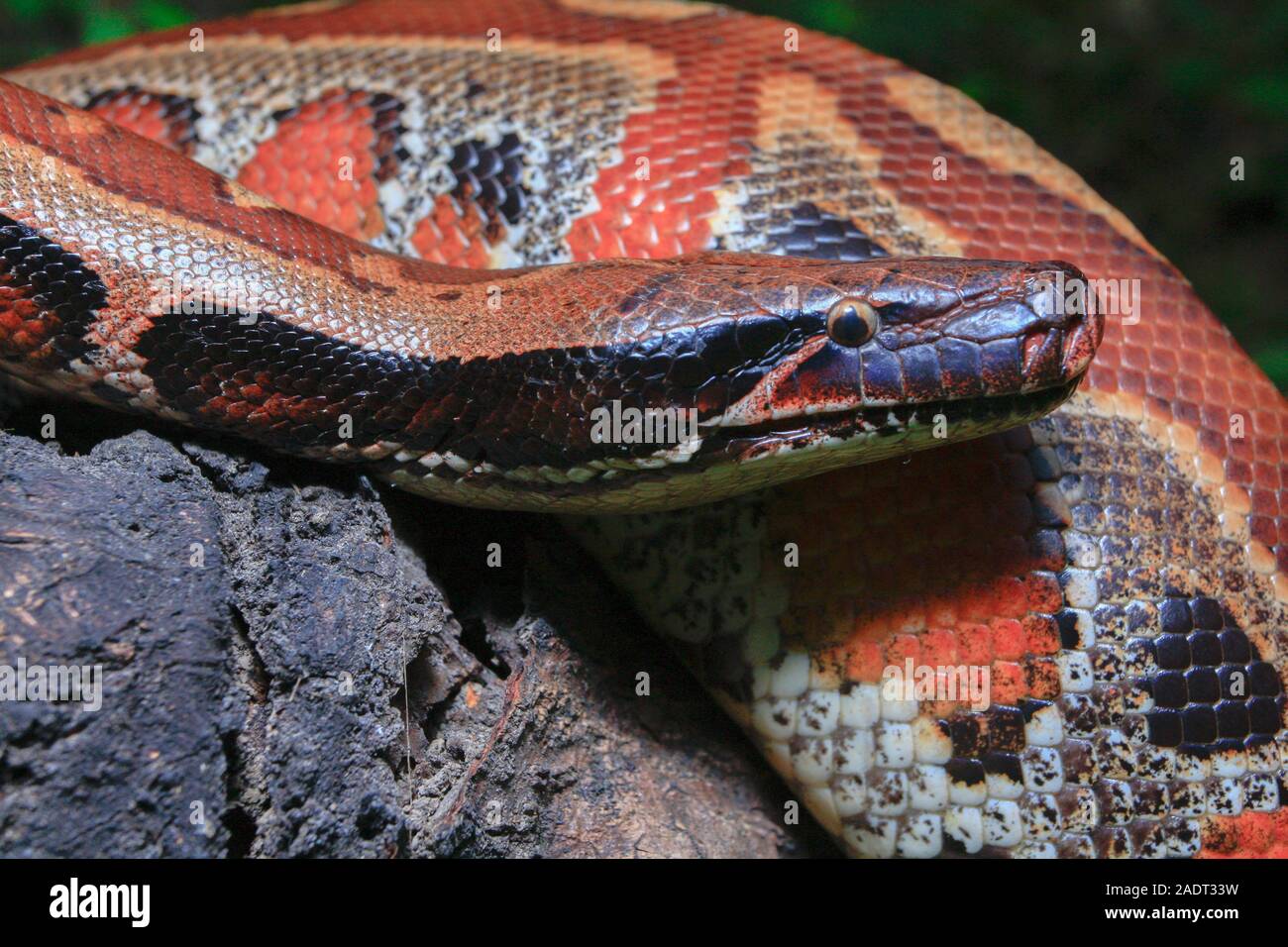 Close up Sumatran Red Blood Python / Python curtus brongersmai Stock ...
