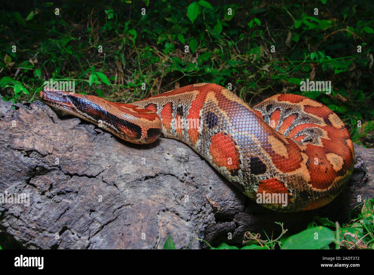 Close up Sumatran Red Blood Python / Python curtus brongersmai Stock ...