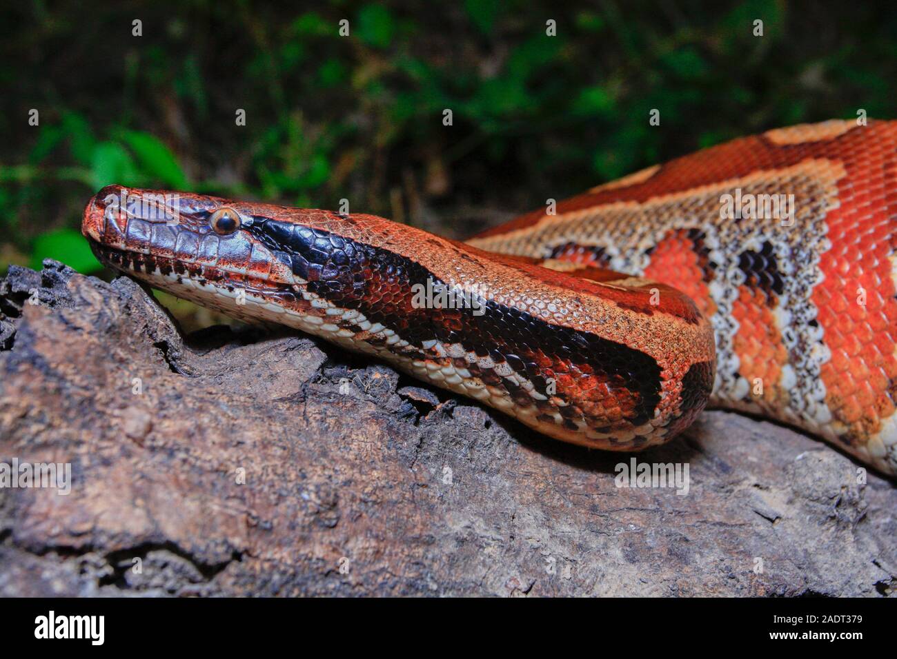 Close up Sumatran Red Blood Python / Python curtus brongersmai Stock ...
