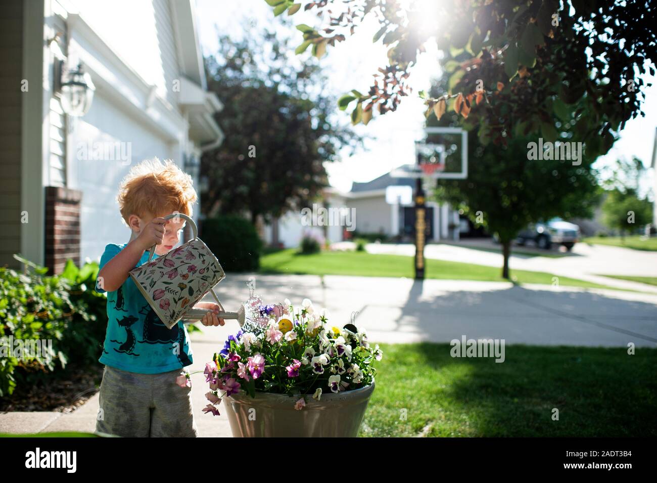 Toddler boy waters a pot of pansy flowers in the front yard at home Stock Photo